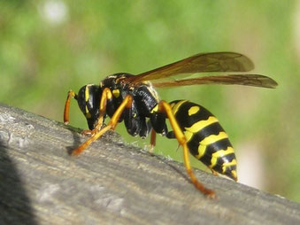 guêpe jaune